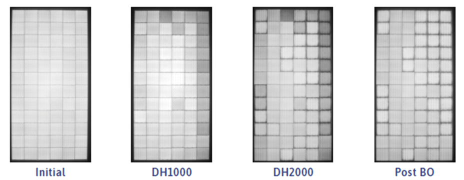 Sequence of EL images at Initial, DH1000, DH2000 and Post BO stages of the damp-heat test